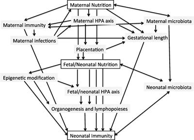 They Are What You Eat: Can Nutritional Factors during Gestation and Early Infancy Modulate the Neonatal Immune Response?